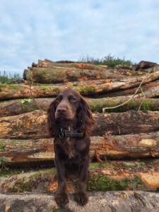Logs firewood Hampshire